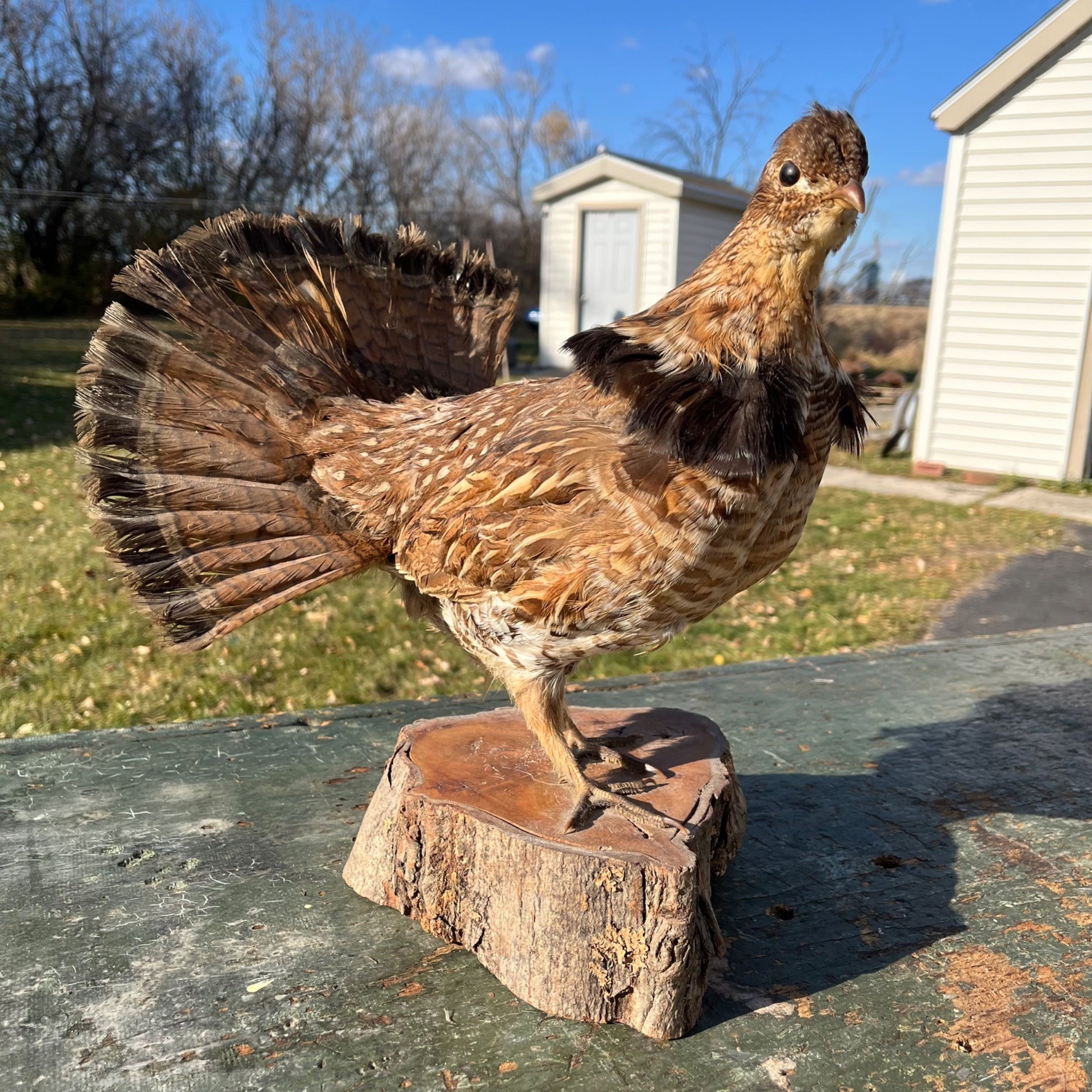 Vintage Ruff Grouse Taxidermy Bird Mount