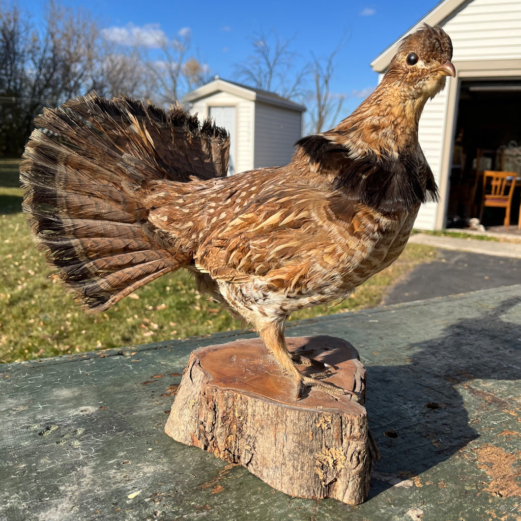 Vintage Ruff Grouse Taxidermy Bird Mount
