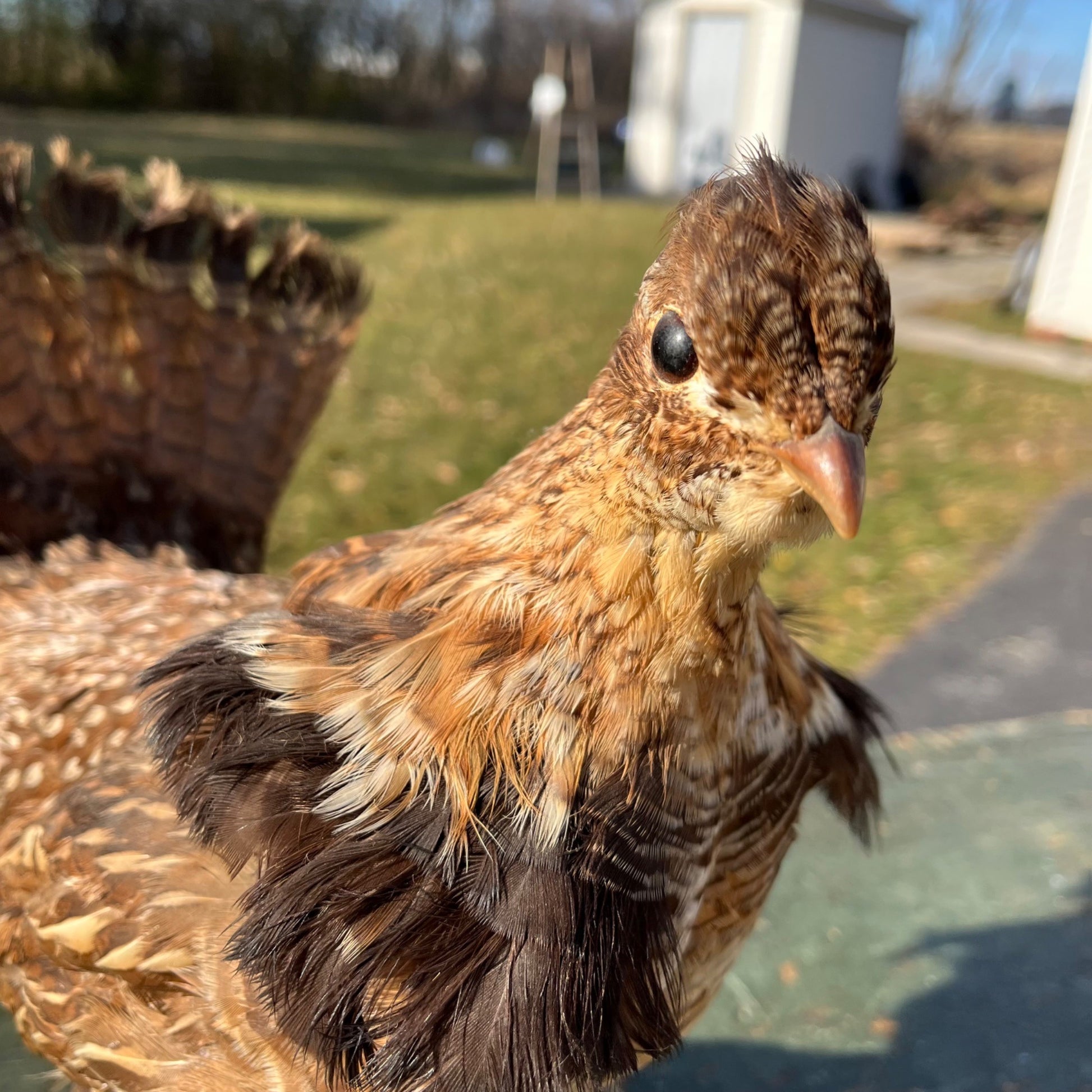 Vintage Ruff Grouse Taxidermy Bird Mount
