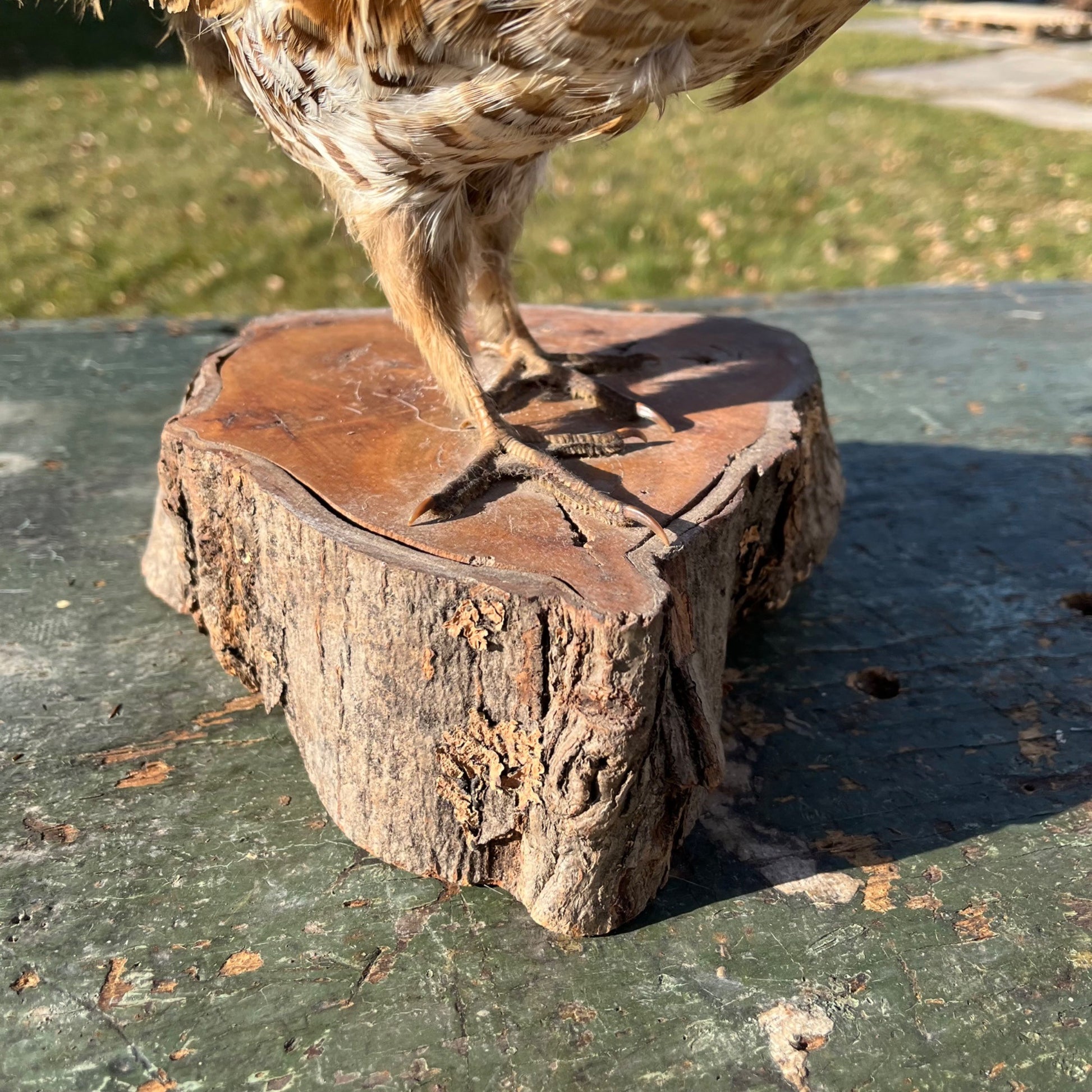 Vintage Ruff Grouse Taxidermy Bird Mount