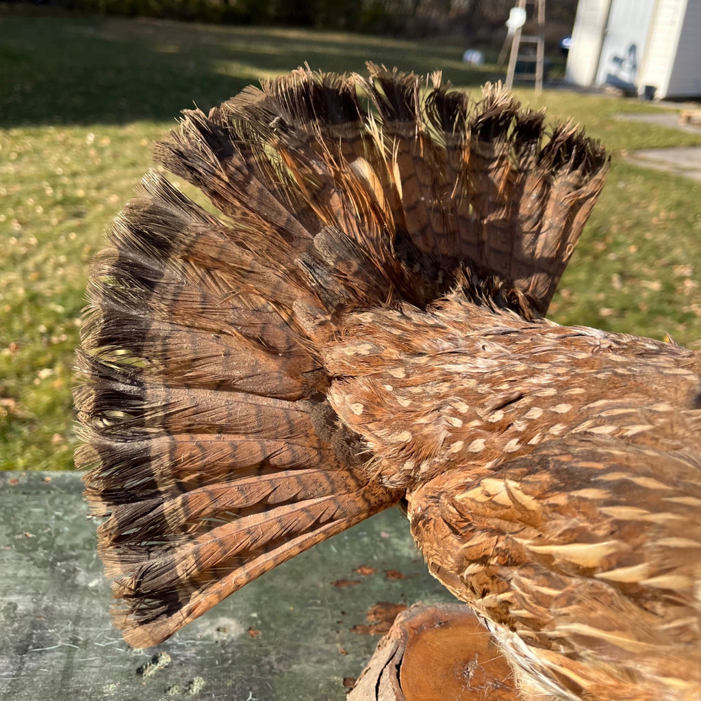 Vintage Ruff Grouse Taxidermy Bird Mount