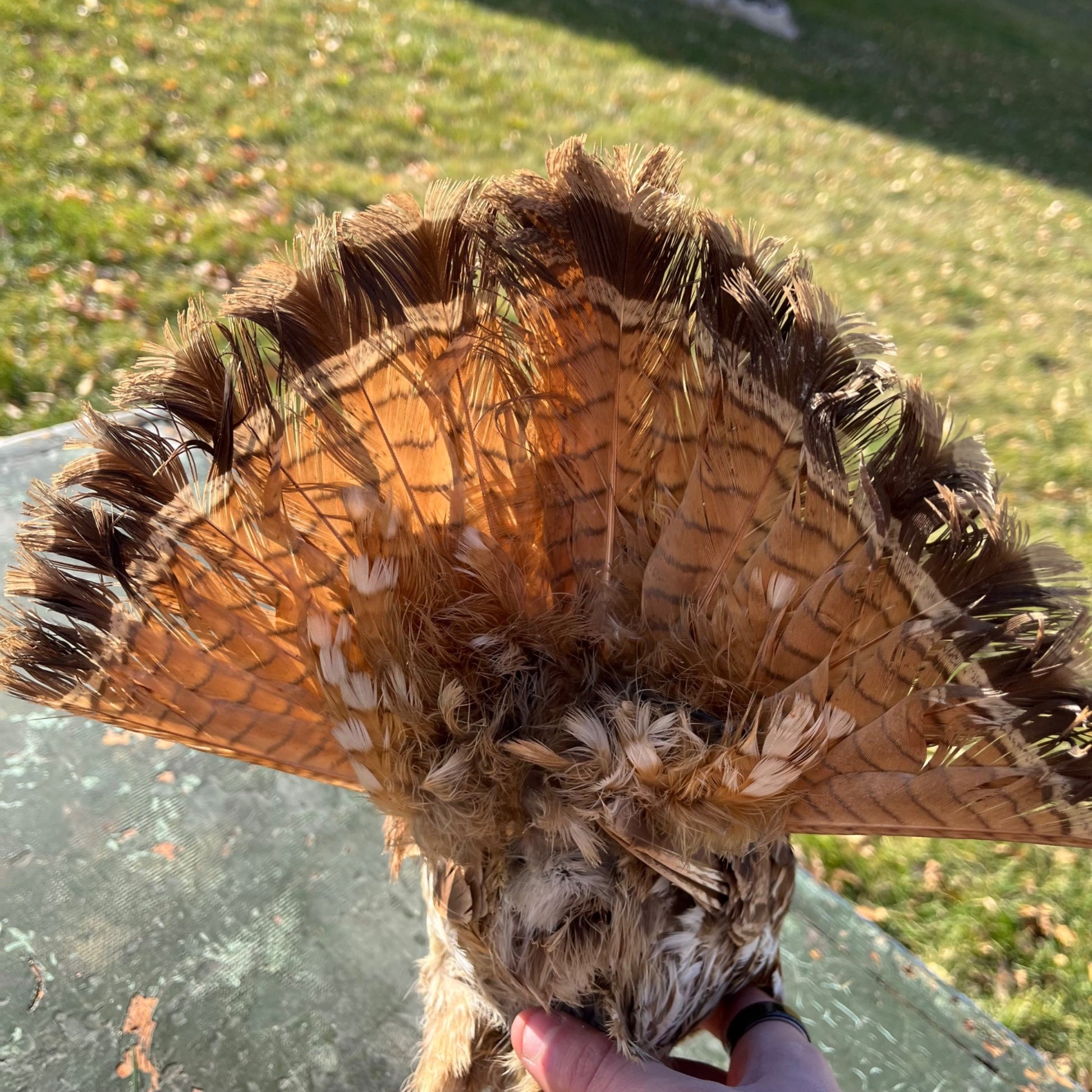 Vintage Ruff Grouse Taxidermy Bird Mount