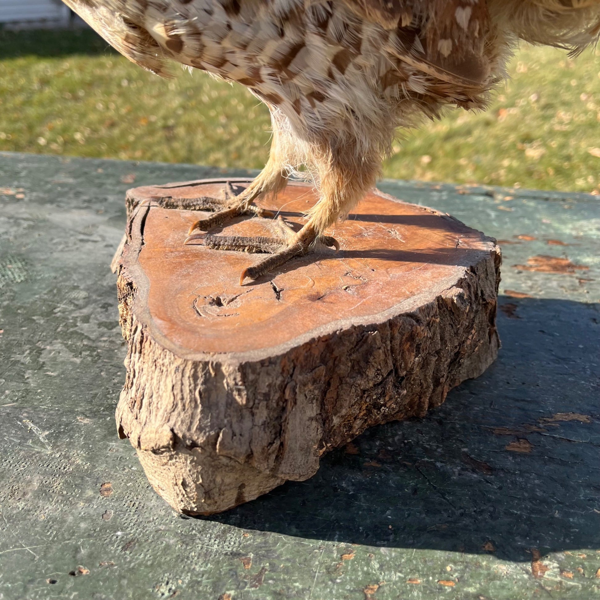 Vintage Ruff Grouse Taxidermy Bird Mount