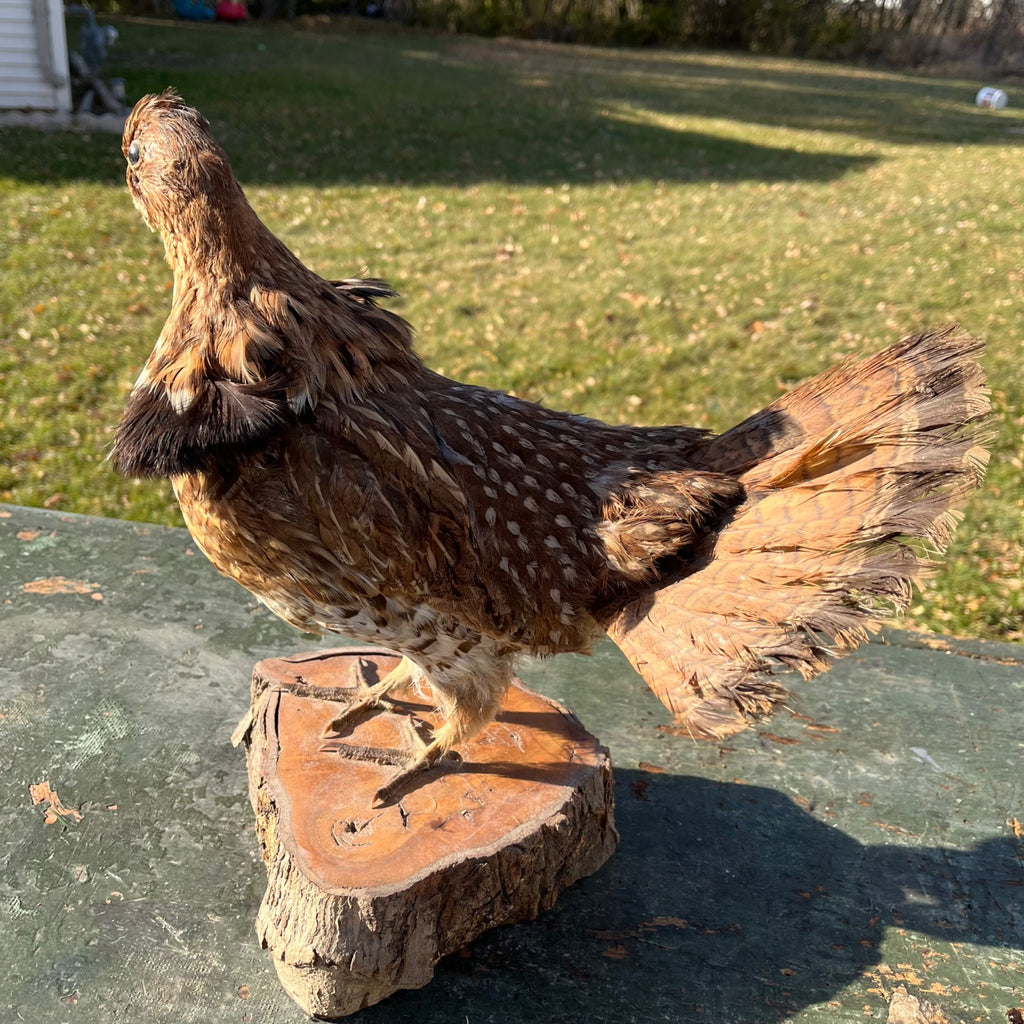 Vintage Ruff Grouse Taxidermy Bird Mount