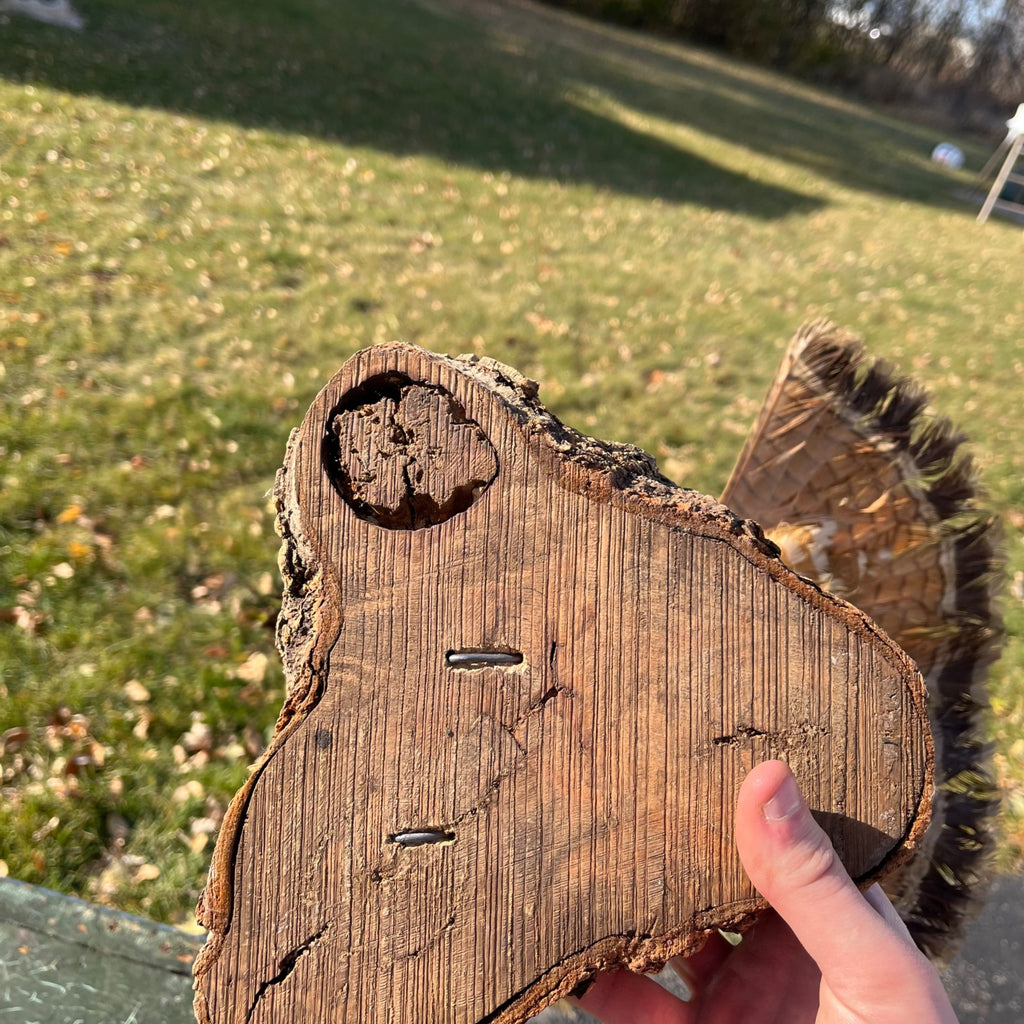 Vintage Ruff Grouse Taxidermy Bird Mount