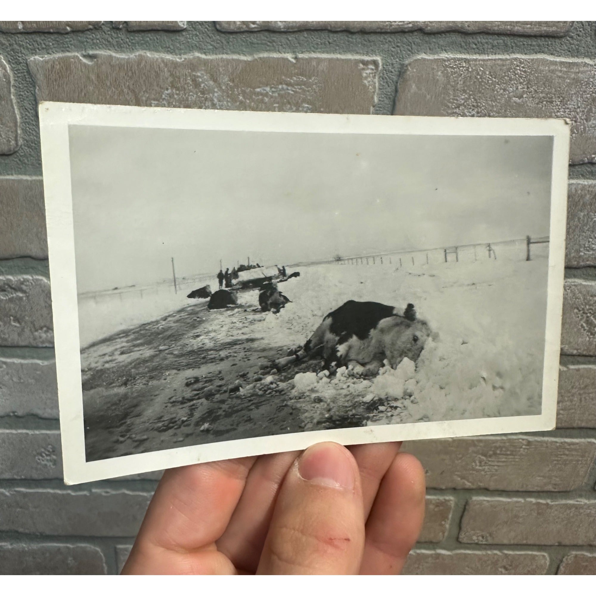 Vintage Dead Livestock Cattle Cows  Snow Storm Wisconsin Wis RPPC Photo Postcard