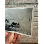 Vintage Dead Livestock Cattle Cows  Snow Storm Wisconsin Wis RPPC Photo Postcard