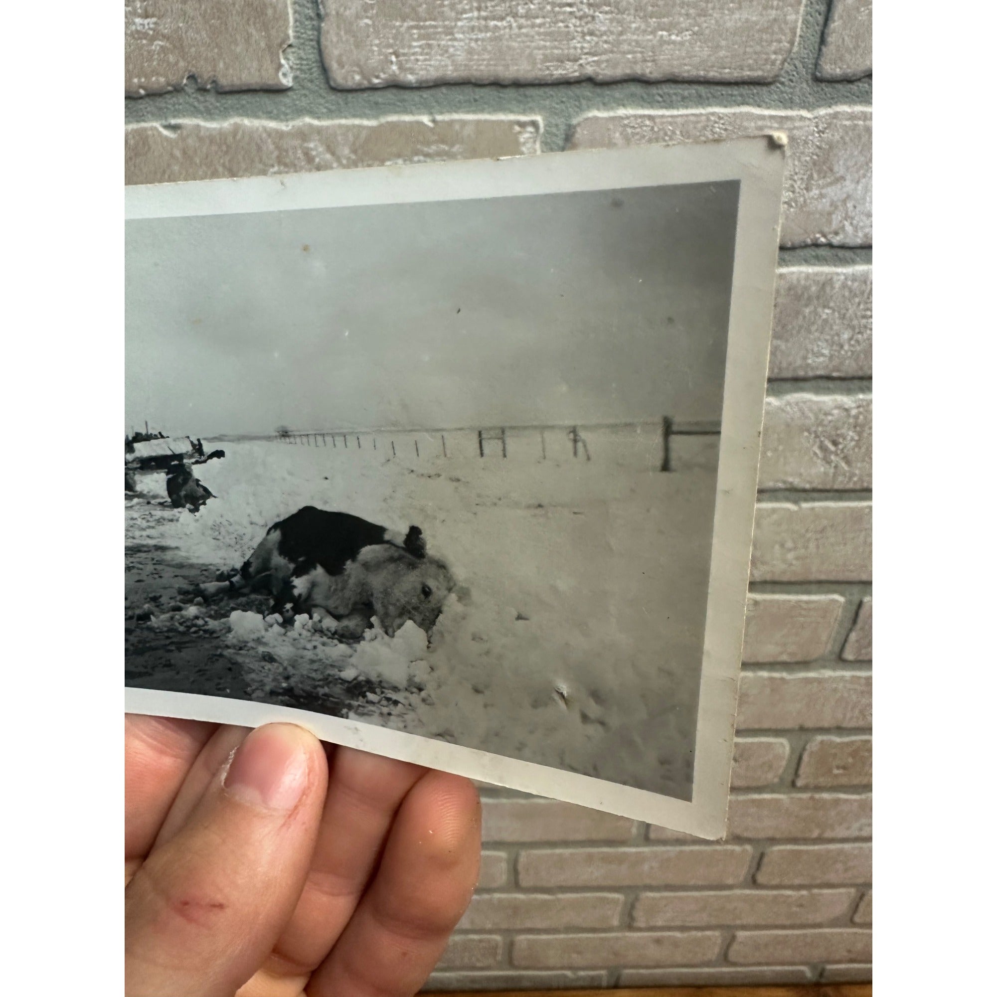 Vintage Dead Livestock Cattle Cows  Snow Storm Wisconsin Wis RPPC Photo Postcard