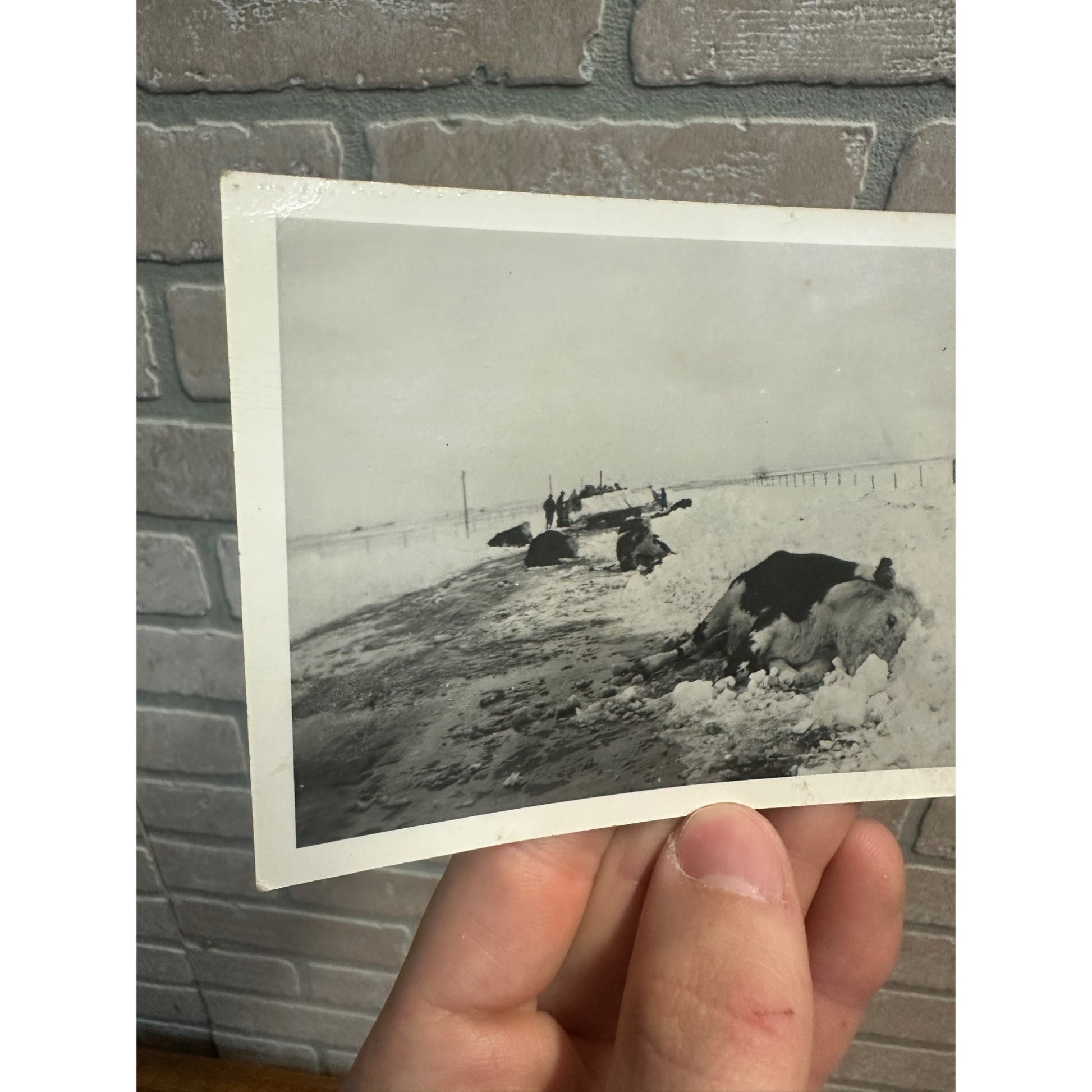 Vintage Dead Livestock Cattle Cows  Snow Storm Wisconsin Wis RPPC Photo Postcard