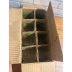 Vintage 1950s Walter's Beer Christmas Glasses Set of (8) w/ Box Eau Claire WI