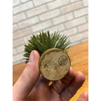 Vintage 1950s Christmas Bottle Brush Tree - Japan - 6" Tall w/ Red Berries Putz