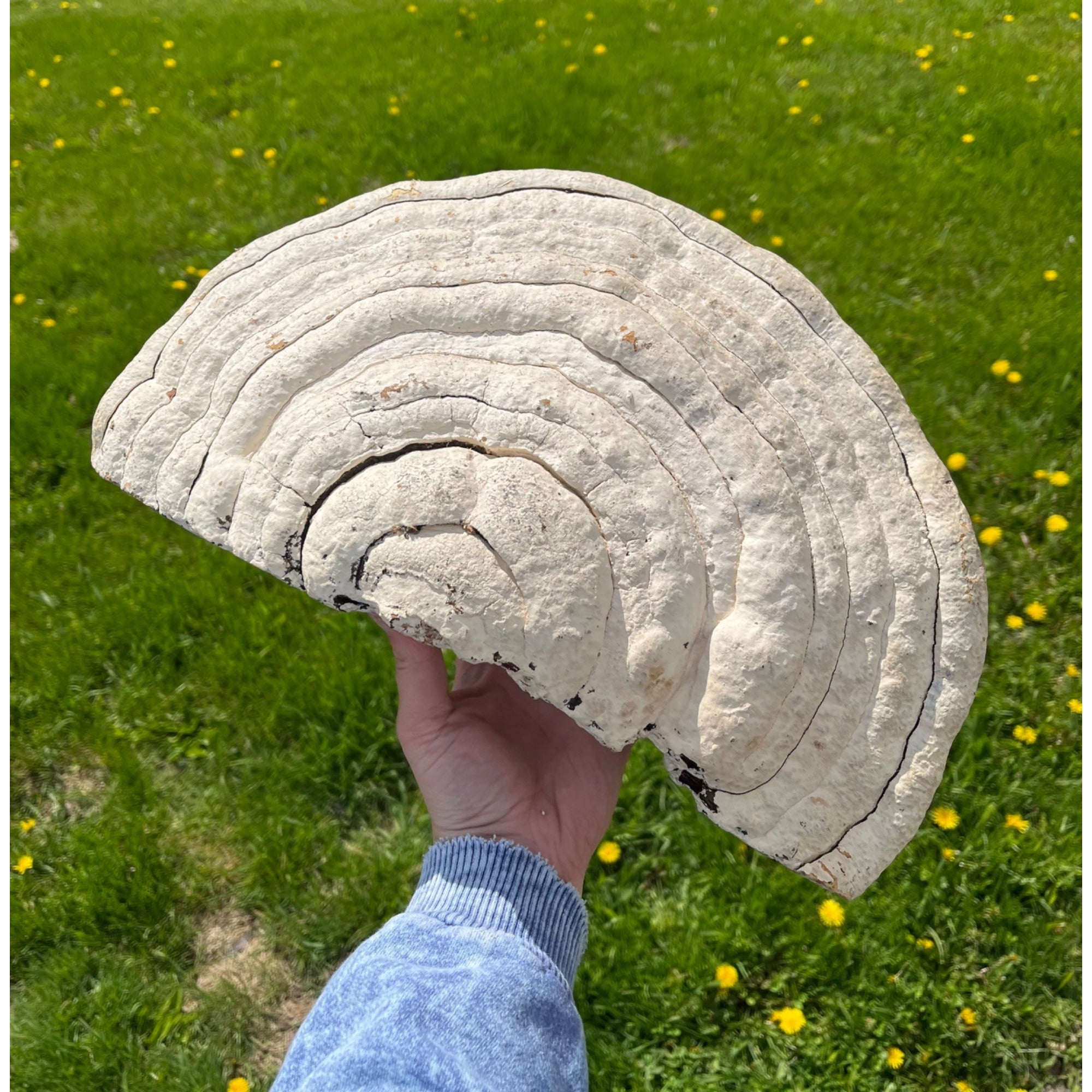 Painted Folk Art Mushroom - Canvas of the Forest