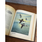 Rare Sports Afield Collection - Know Your Ducks & Geese Bound Hardcover Book