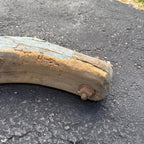 Antique Primitive 19th c. Ox / Horse Evener Yoke Original Blue Paint AAFA Farm