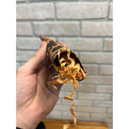 Vintage 1920s Halloween German Paper Party Horn Noisemaker Witch JOL Cat Witch