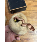 Antique Victorian Edwardian Child’s Fur Mink Muff Hand Warmer & Collar w/ Box