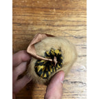 Antique Victorian Edwardian Child’s Fur Mink Muff Hand Warmer & Collar w/ Box