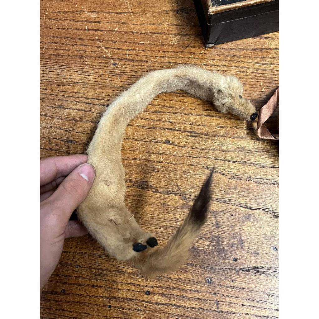 Antique Victorian Edwardian Child’s Fur Mink Muff Hand Warmer & Collar w/ Box