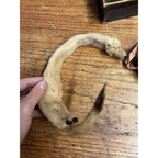 Antique Victorian Edwardian Child’s Fur Mink Muff Hand Warmer & Collar w/ Box
