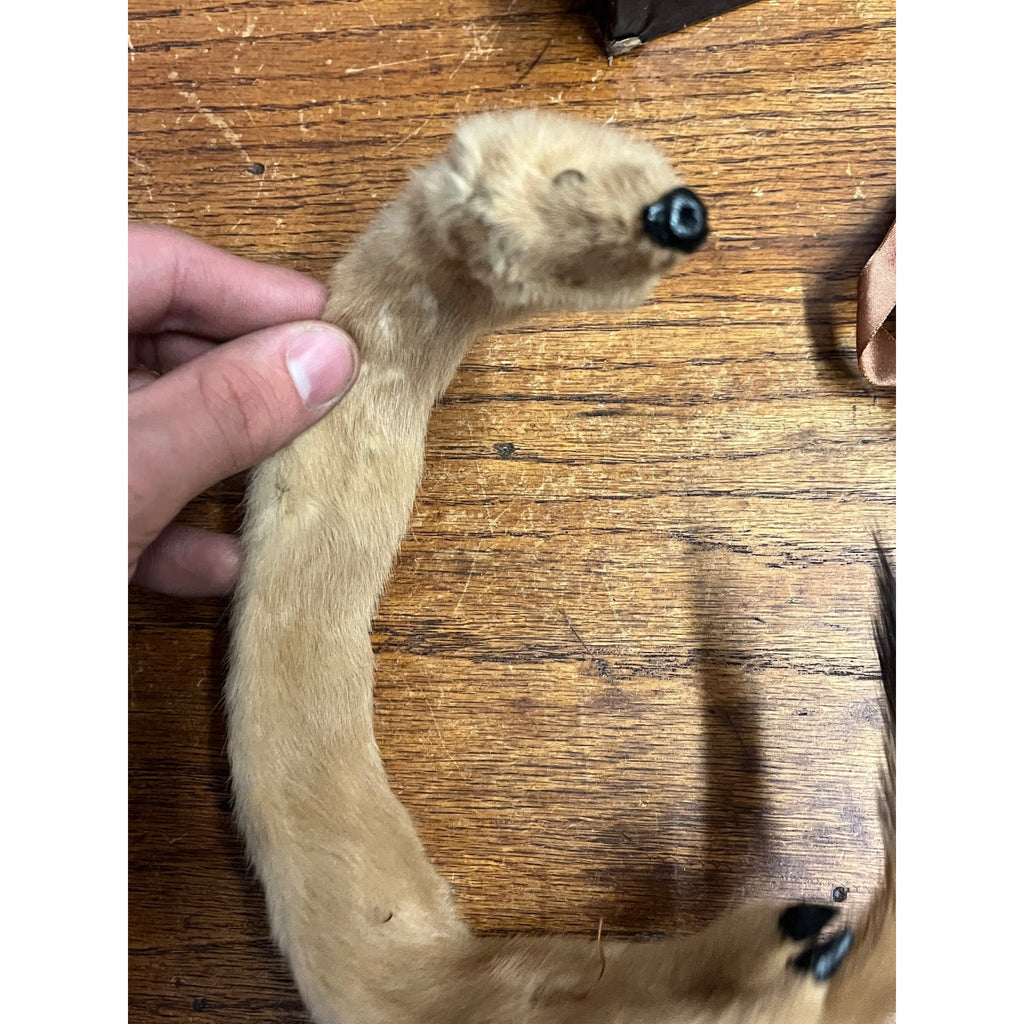 Antique Victorian Edwardian Child’s Fur Mink Muff Hand Warmer & Collar w/ Box
