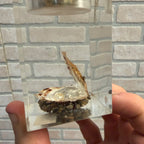 Vintage Clam W/ Pearl Shell On Stones Table Top Lighter Untested