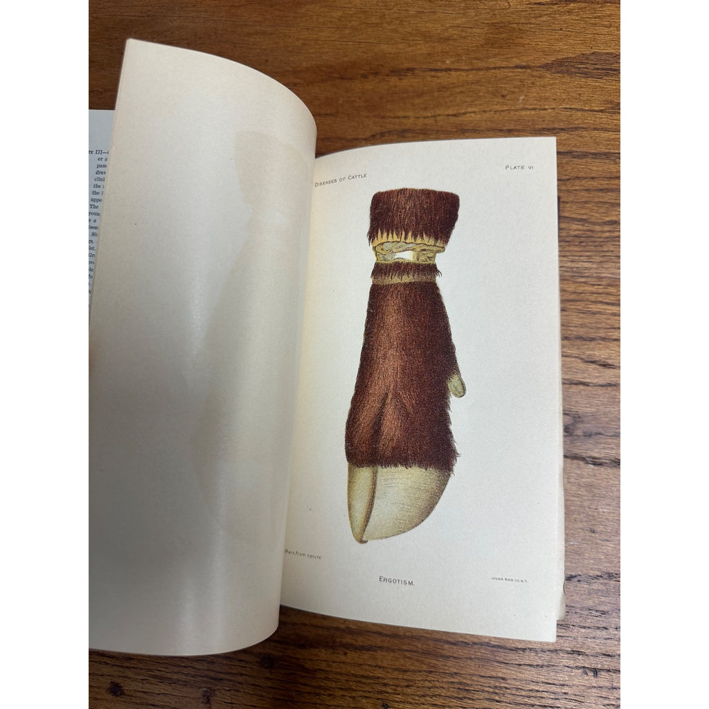 1912 Diseases of Cattle Hardcover Book Dept. of Agriculture Farm Dairy Illustrated