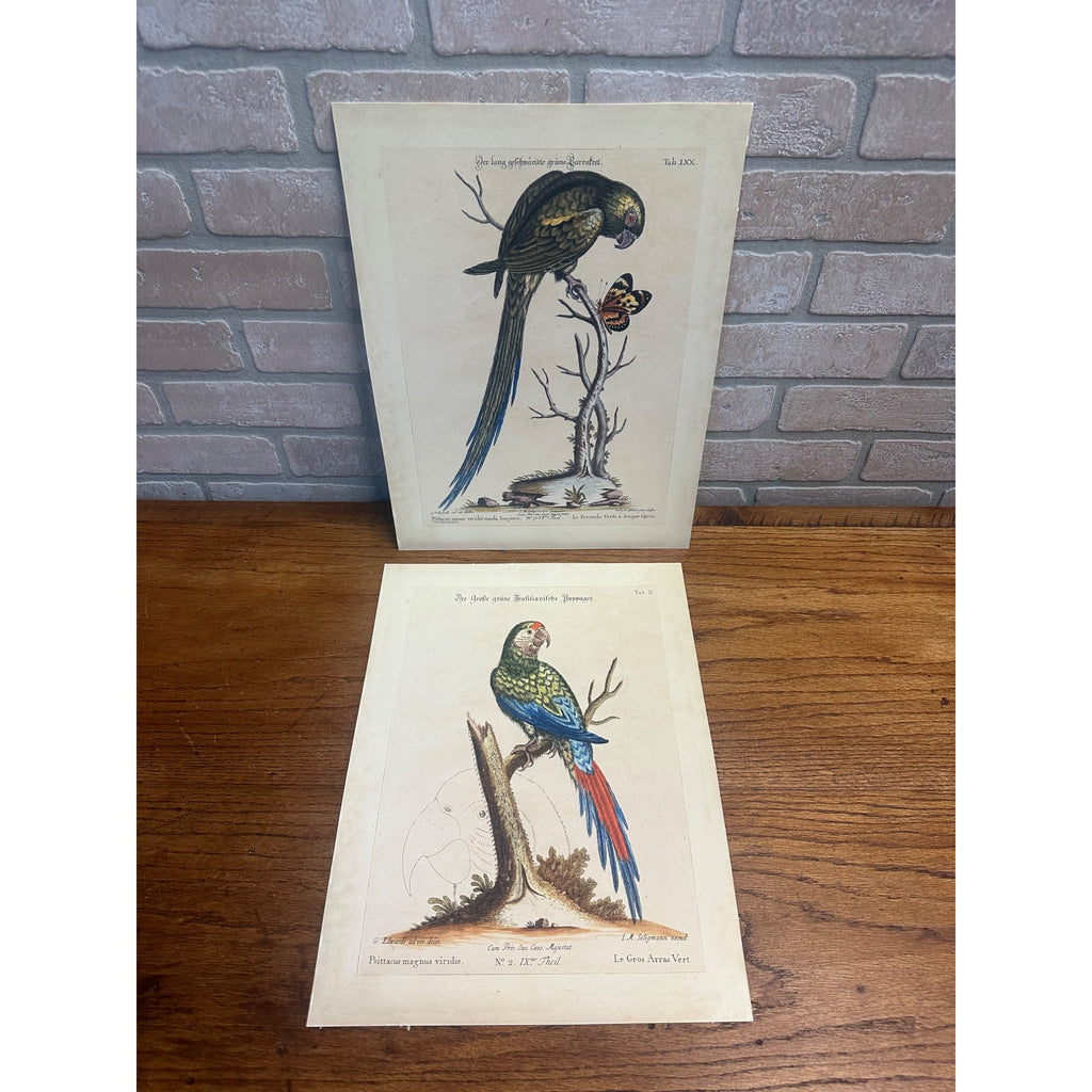 Seligmann Edwards Folio Bird Prints Parrot & Butterfly REPRINT