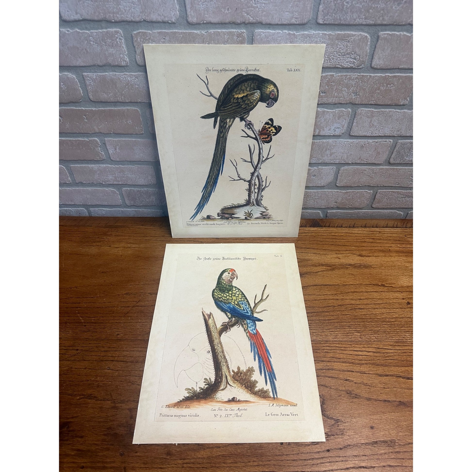 Seligmann Edwards Folio Bird Prints Parrot & Butterfly REPRINT