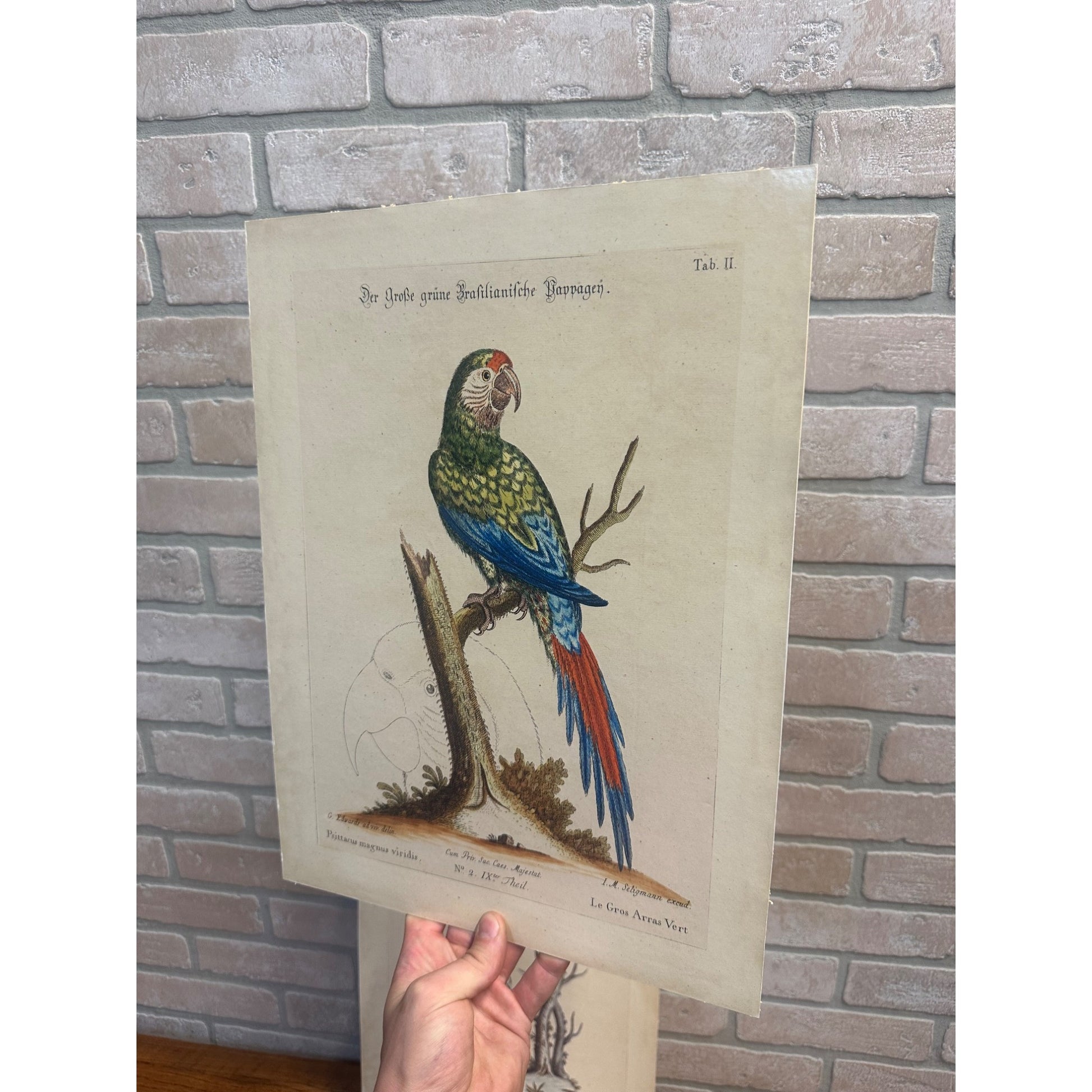 Seligmann Edwards Folio Bird Prints Parrot & Butterfly REPRINT