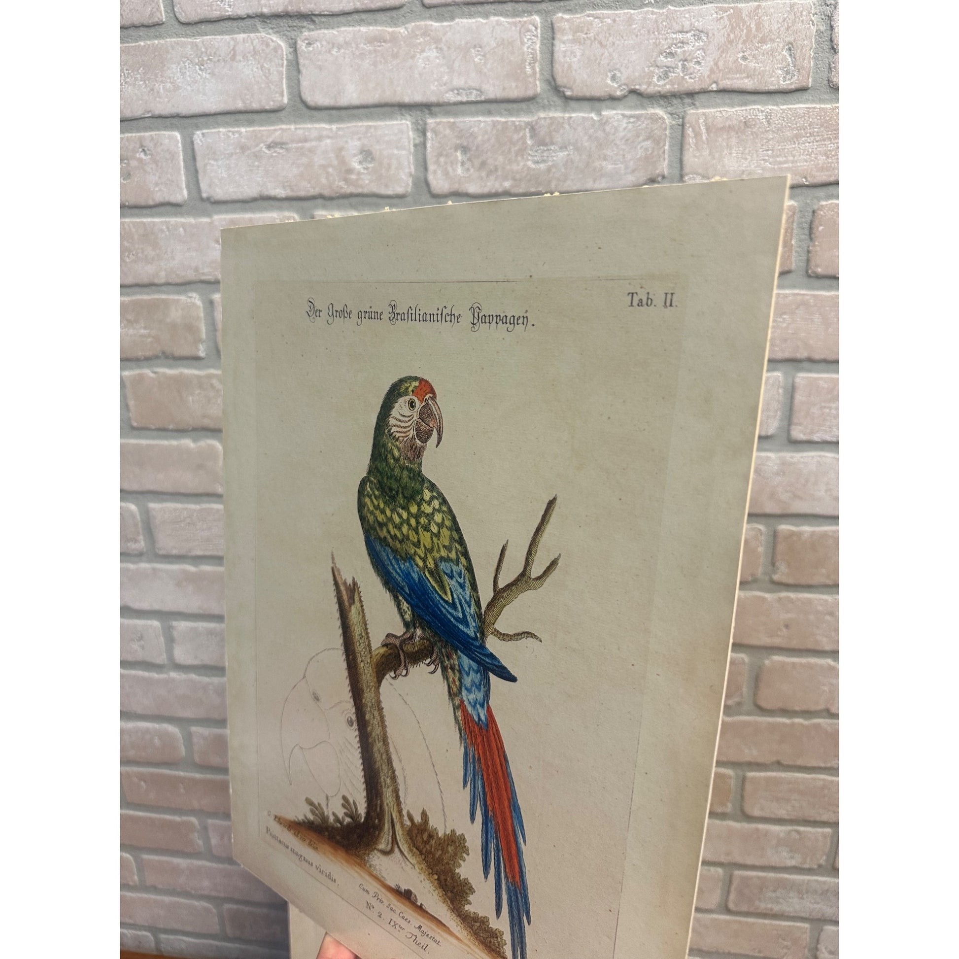 Seligmann Edwards Folio Bird Prints Parrot & Butterfly REPRINT