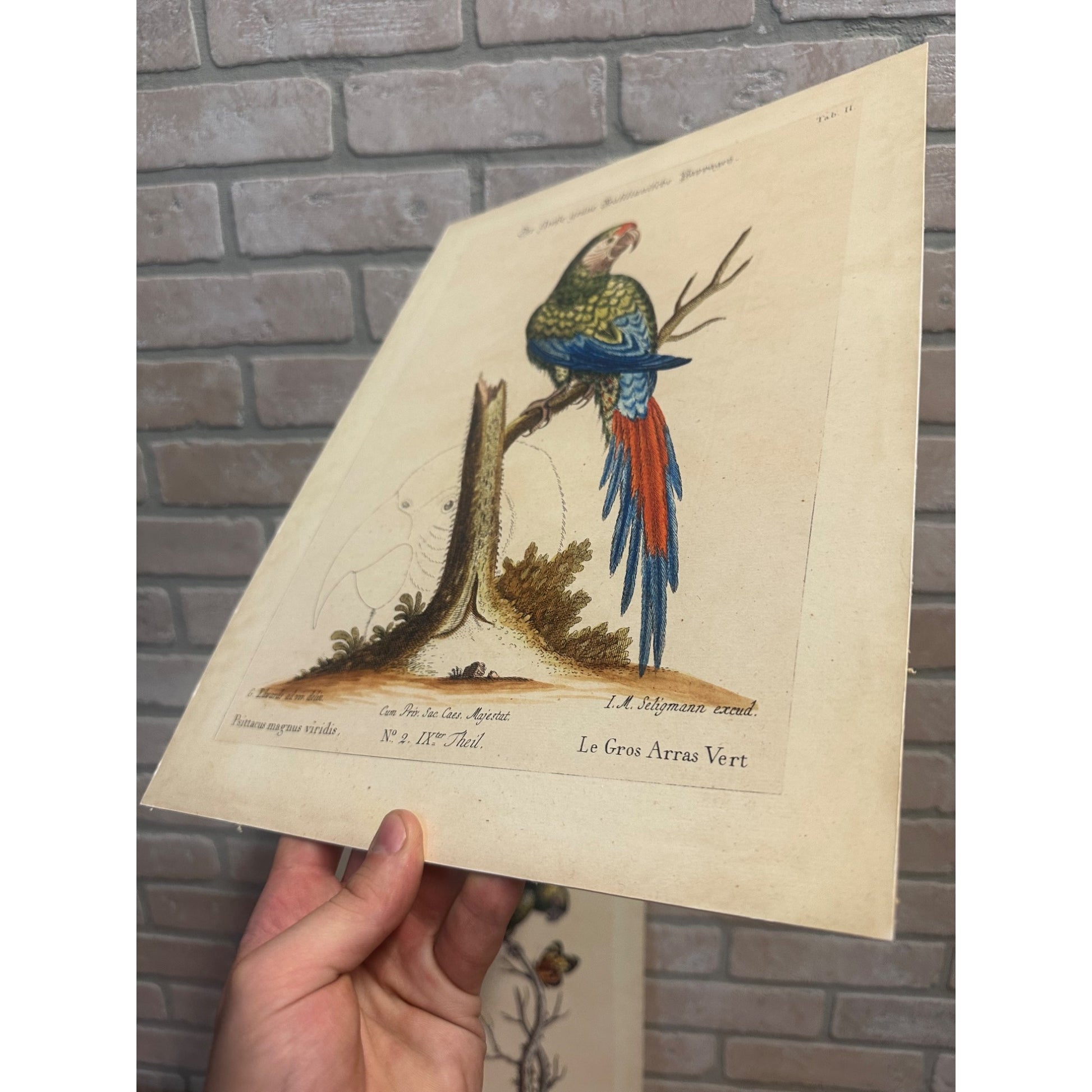 Seligmann Edwards Folio Bird Prints Parrot & Butterfly REPRINT