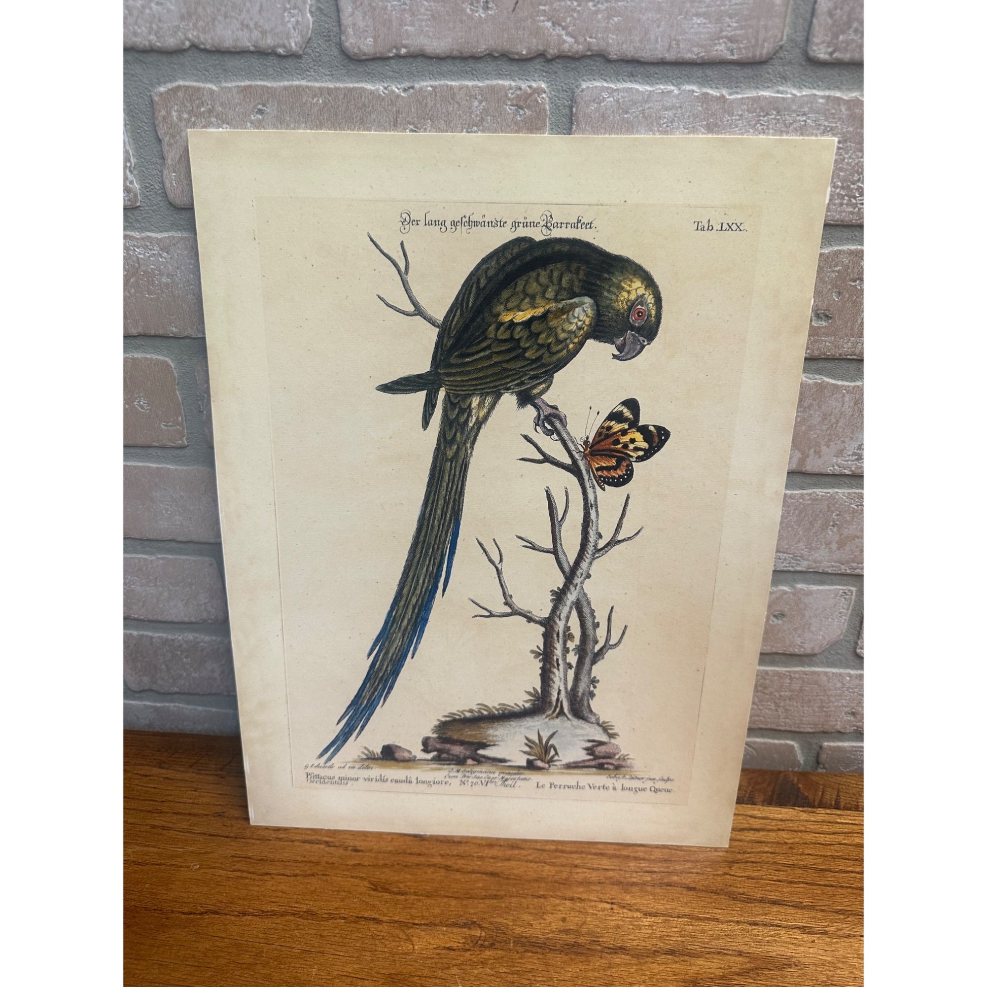 Seligmann Edwards Folio Bird Prints Parrot & Butterfly REPRINT