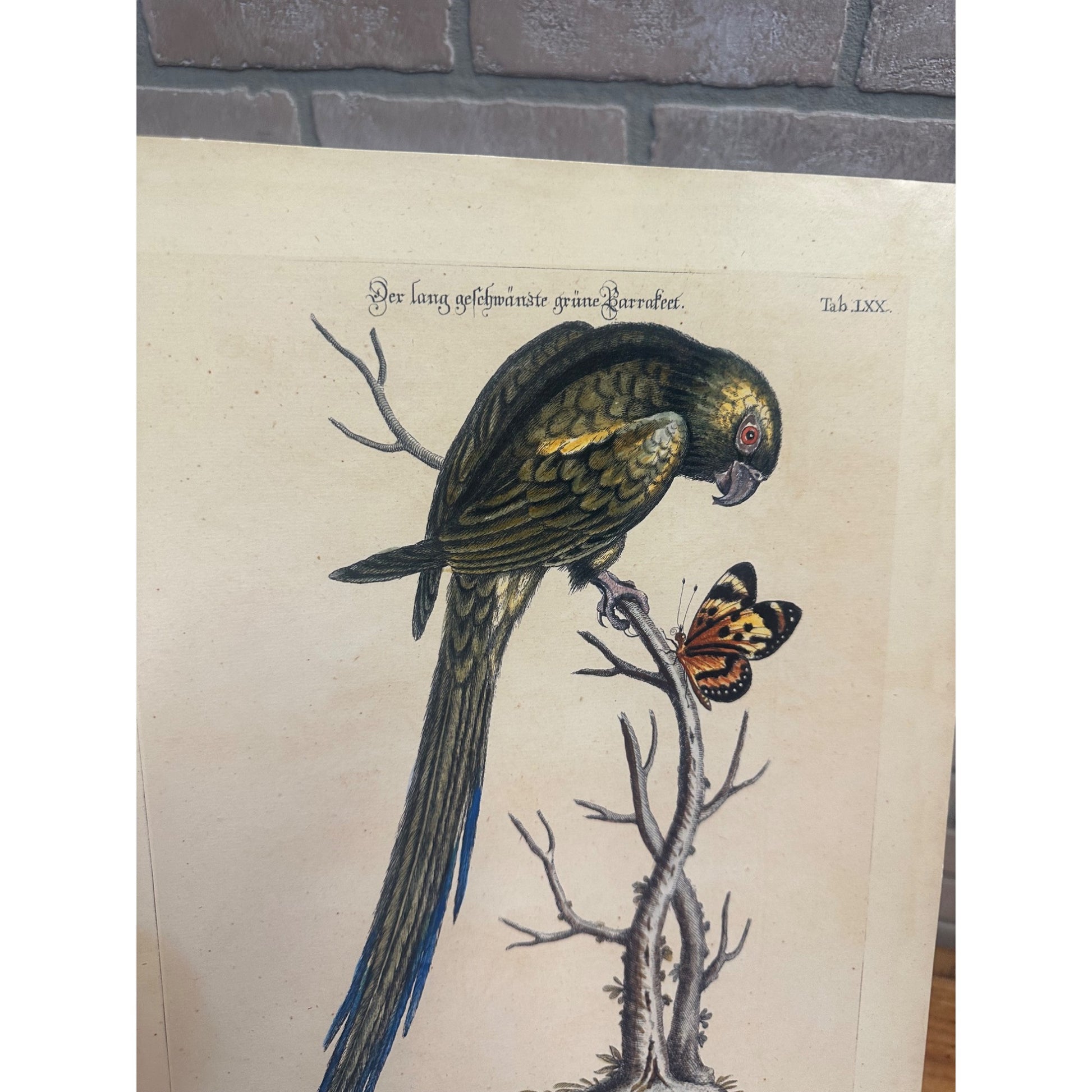 Seligmann Edwards Folio Bird Prints Parrot & Butterfly REPRINT