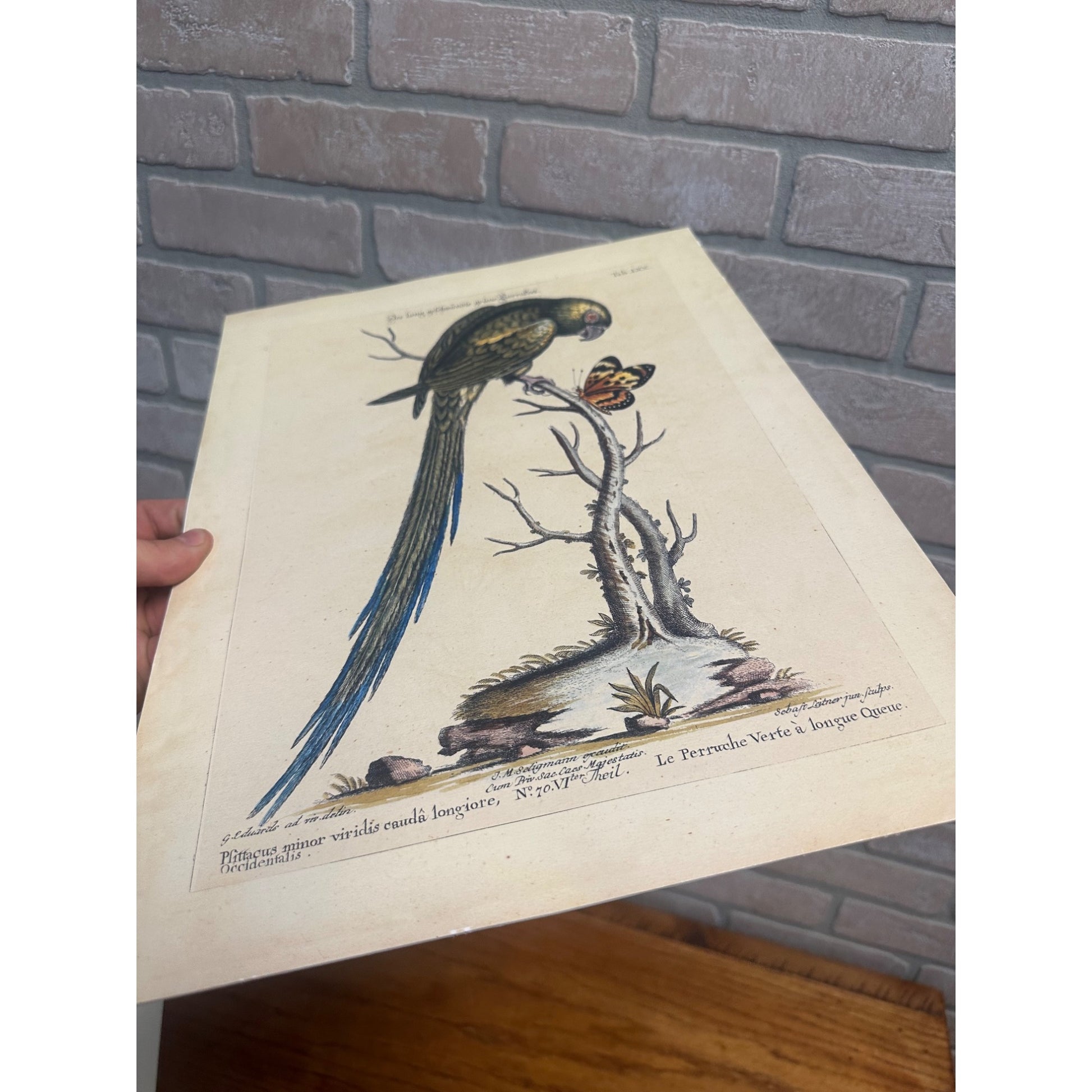 Seligmann Edwards Folio Bird Prints Parrot & Butterfly REPRINT