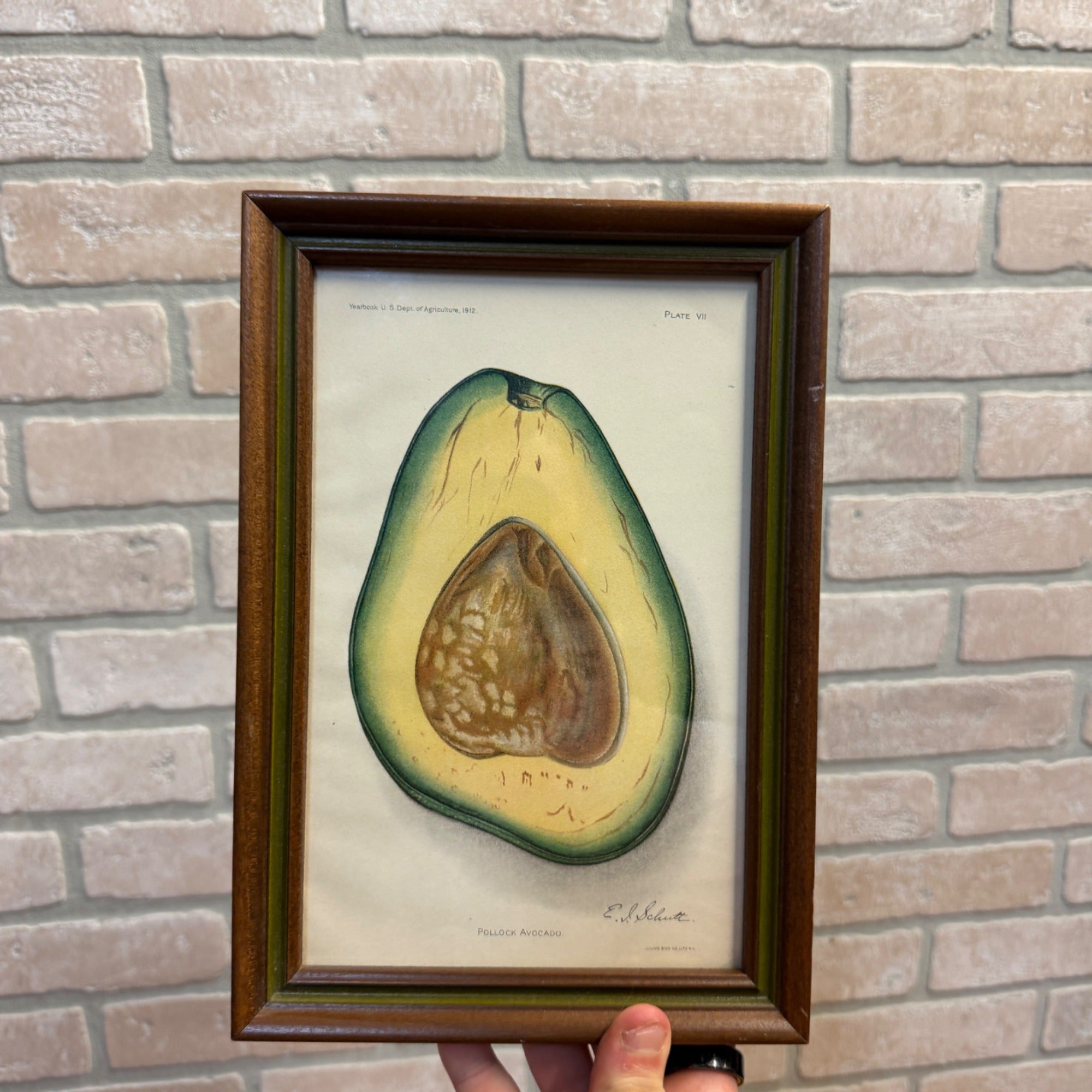 Vintage Framed Pollock Avocado Lithograph Print 1912 US Department of Agriculture 1912 Plate VII Wall Art