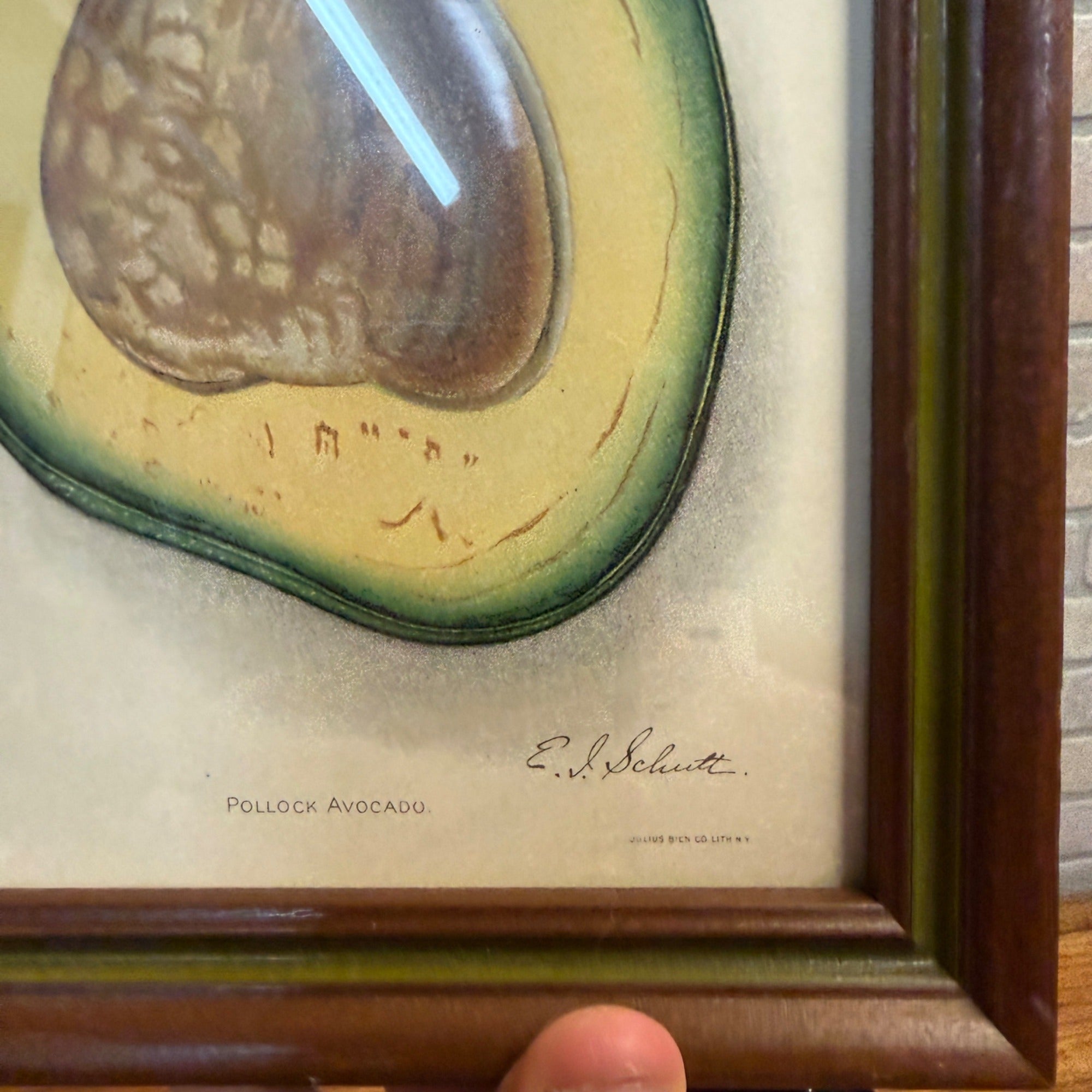 Vintage Framed Pollock Avocado Lithograph Print 1912 US Department of Agriculture 1912 Plate VII Wall Art