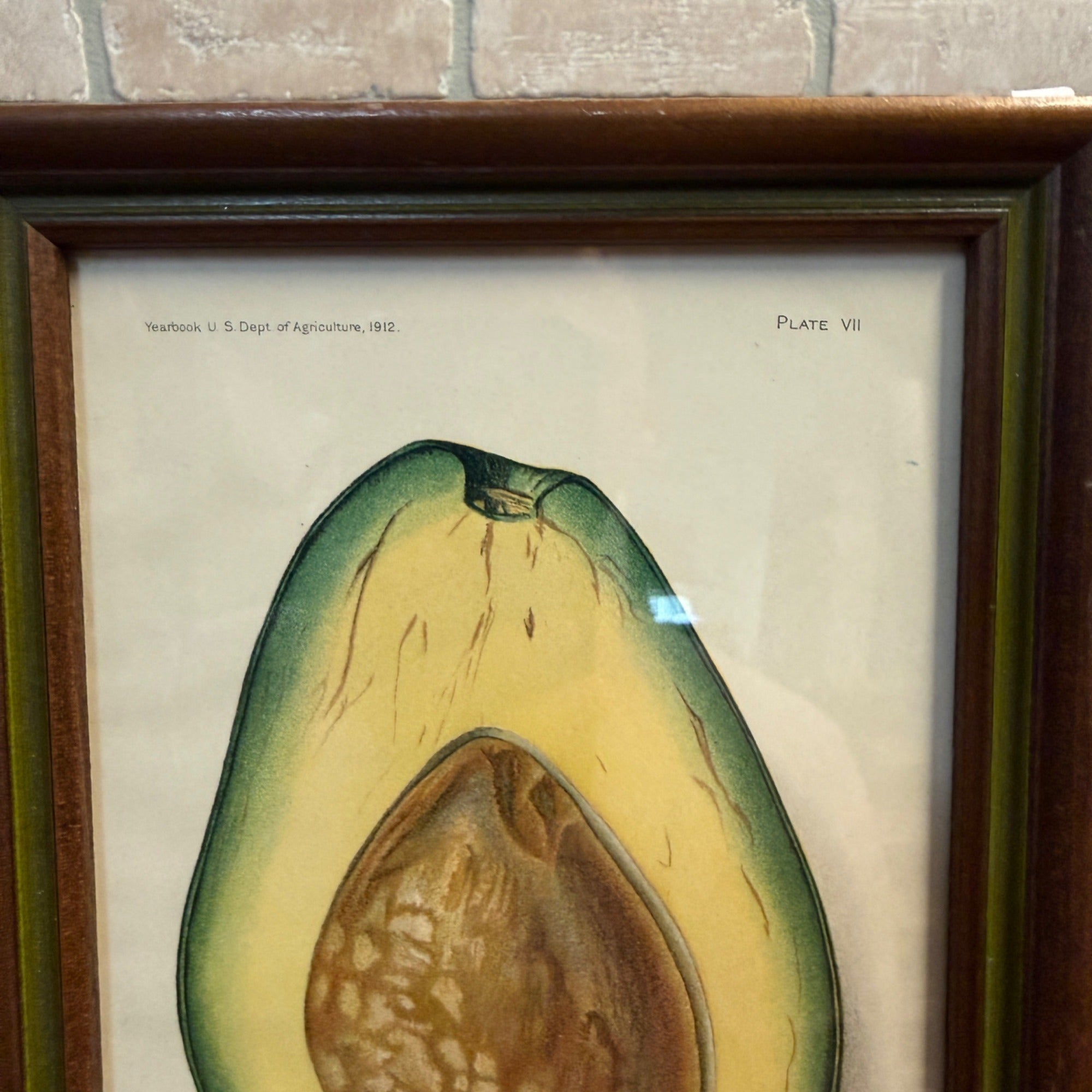 Vintage Framed Pollock Avocado Lithograph Print 1912 US Department of Agriculture 1912 Plate VII Wall Art