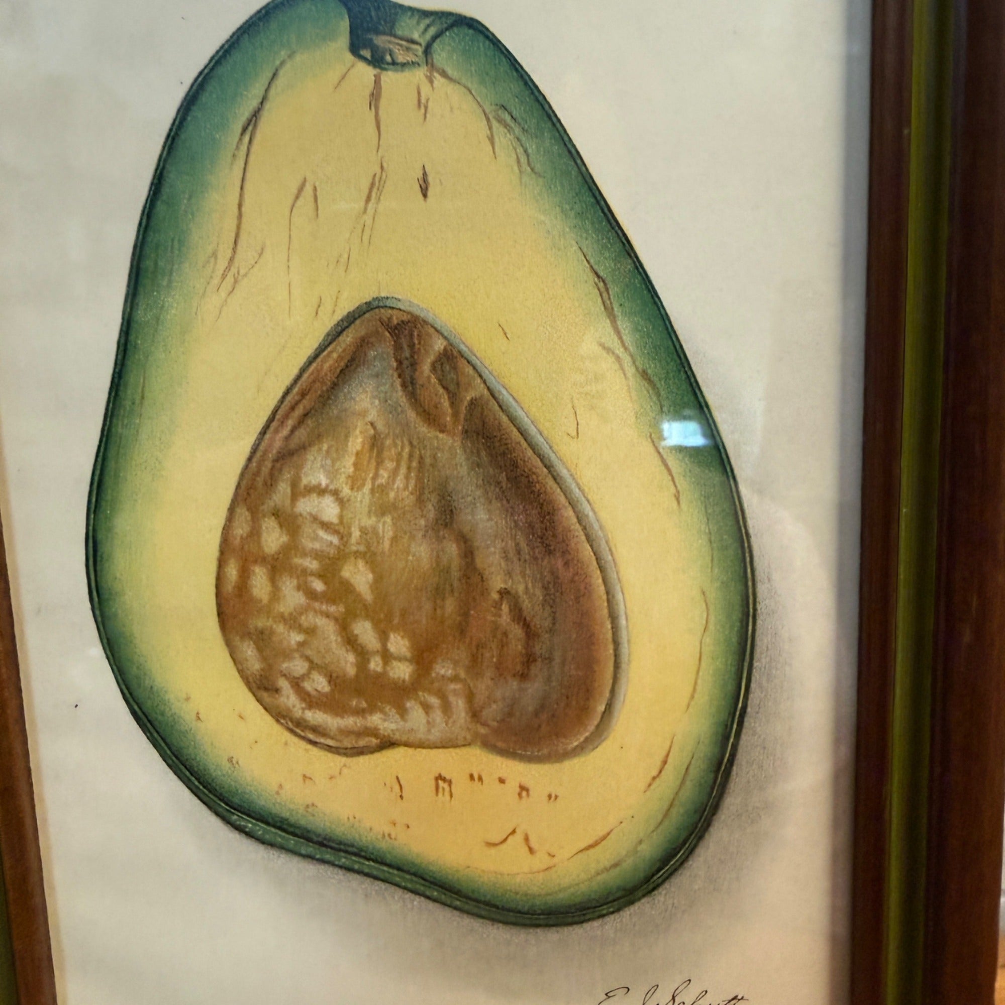 Vintage Framed Pollock Avocado Lithograph Print 1912 US Department of Agriculture 1912 Plate VII Wall Art