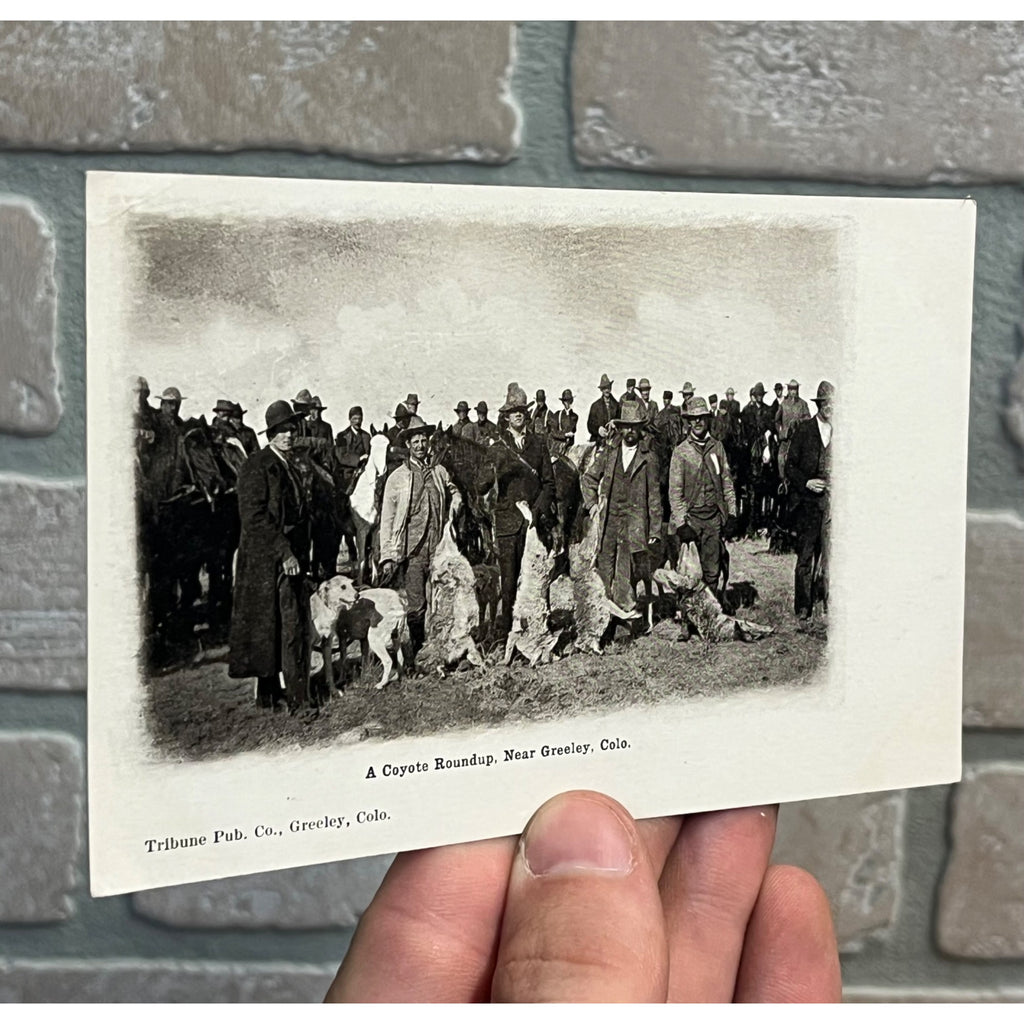Greeley Colorado Postcard Coyote Roundup, Hunters On Horseback, Coyotes