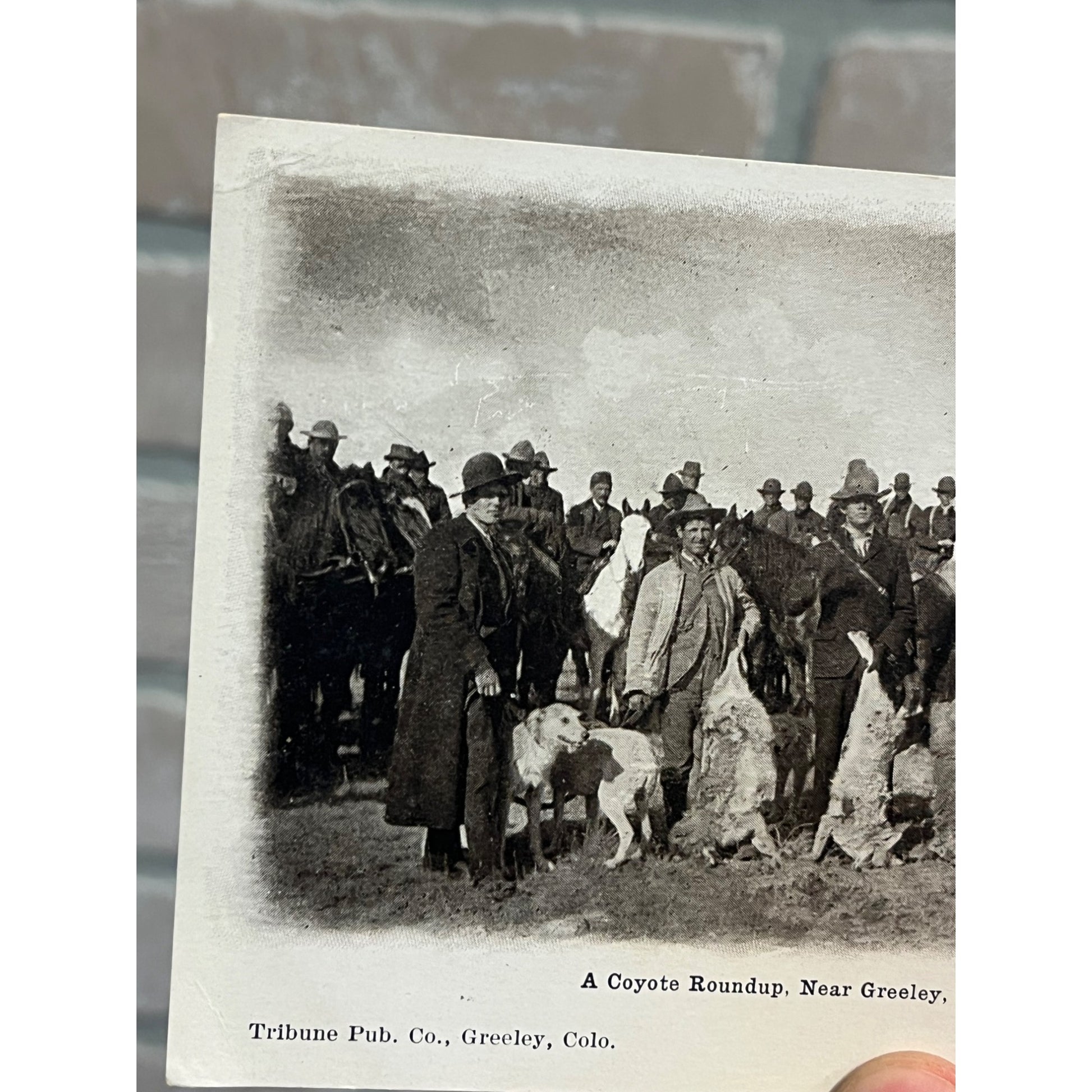 Greeley Colorado Postcard Coyote Roundup, Hunters On Horseback, Coyotes