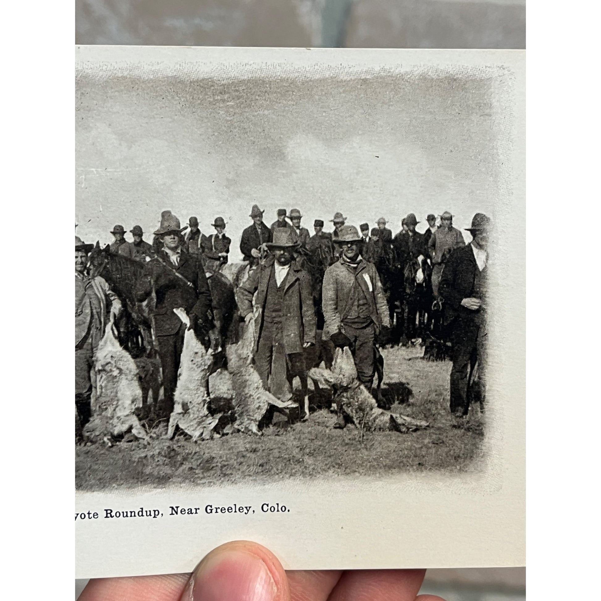Greeley Colorado Postcard Coyote Roundup, Hunters On Horseback, Coyotes