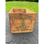 Old Pine Tree Brand Apples Wooden Crate Box Side Entiat Washington Xmas Farmhouse Decor