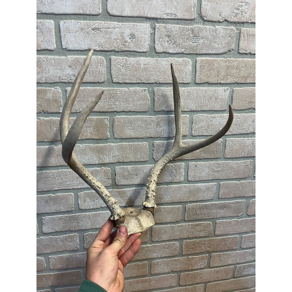 Vintage Genuine Whitetail Deer Antler w/ Skull Cap Cabin Decor 4-Point 1930's-1940's