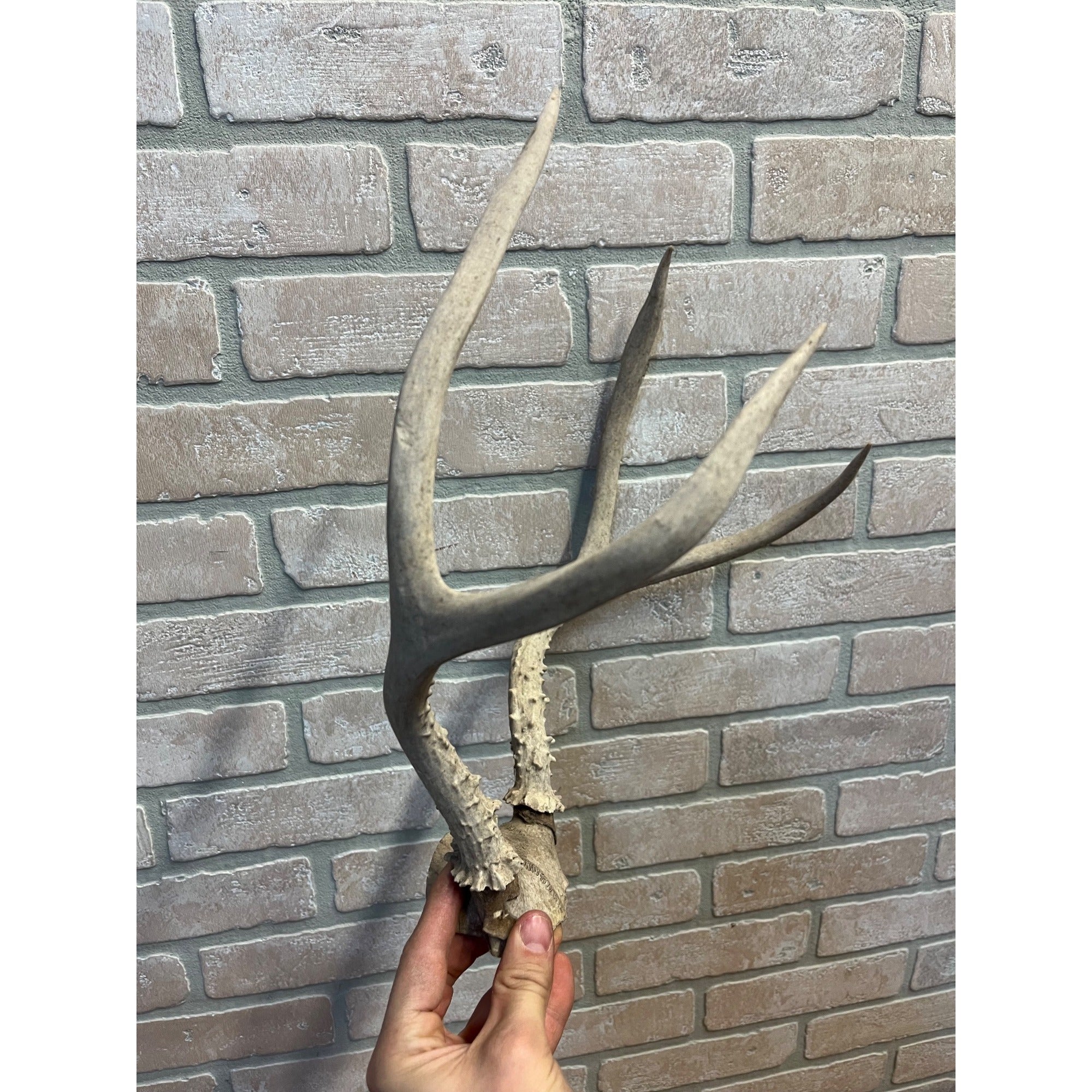 Vintage Genuine Whitetail Deer Antler w/ Skull Cap Cabin Decor 4-Point 1930's-1940's