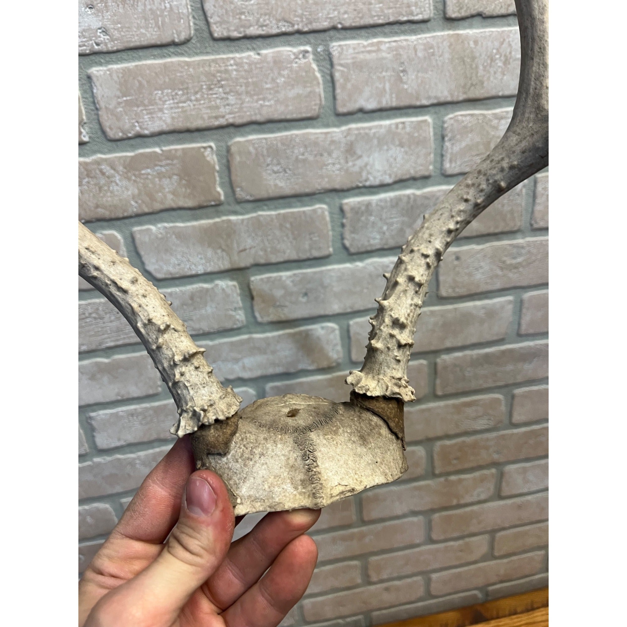 Vintage Genuine Whitetail Deer Antler w/ Skull Cap Cabin Decor 4-Point 1930's-1940's