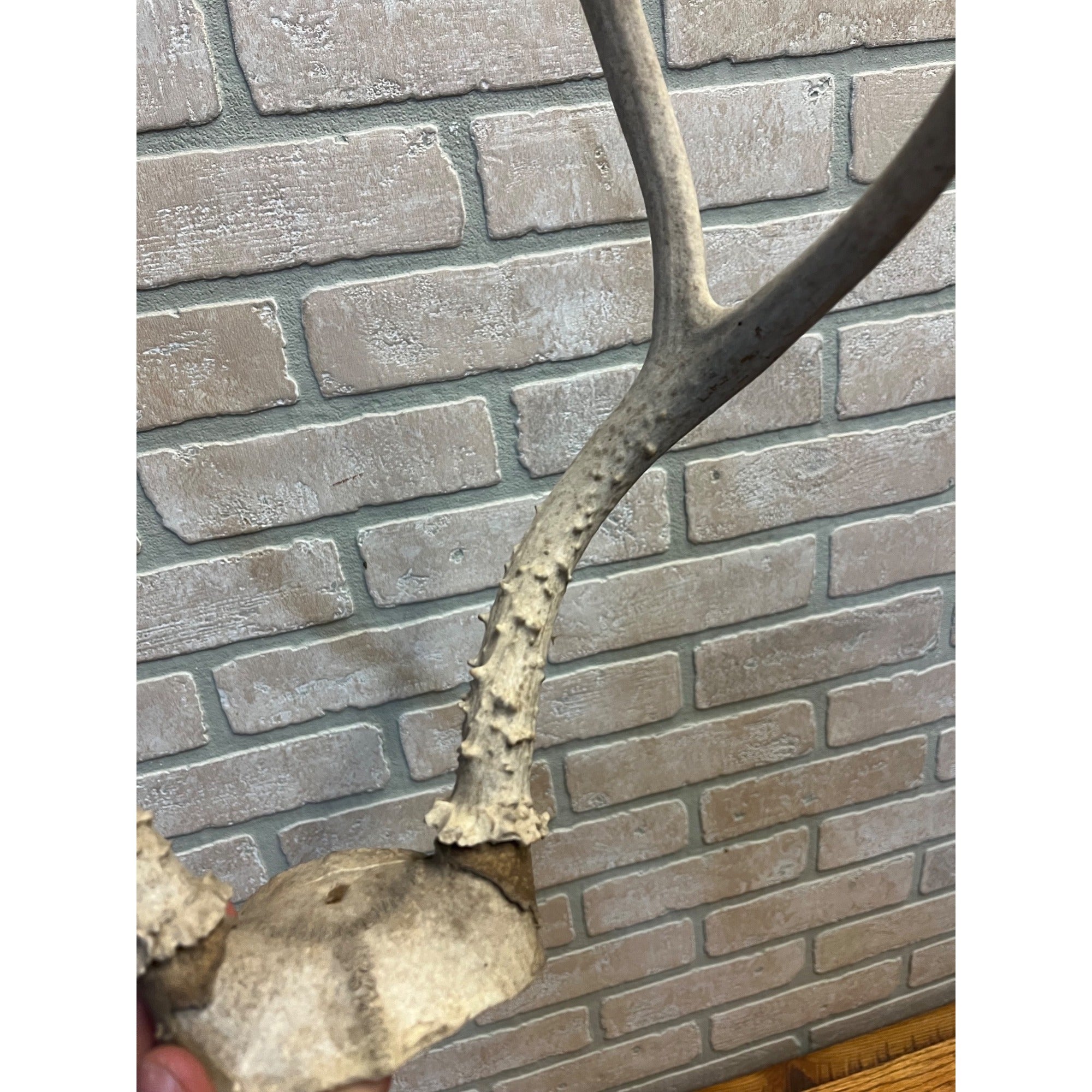 Vintage Genuine Whitetail Deer Antler w/ Skull Cap Cabin Decor 4-Point 1930's-1940's