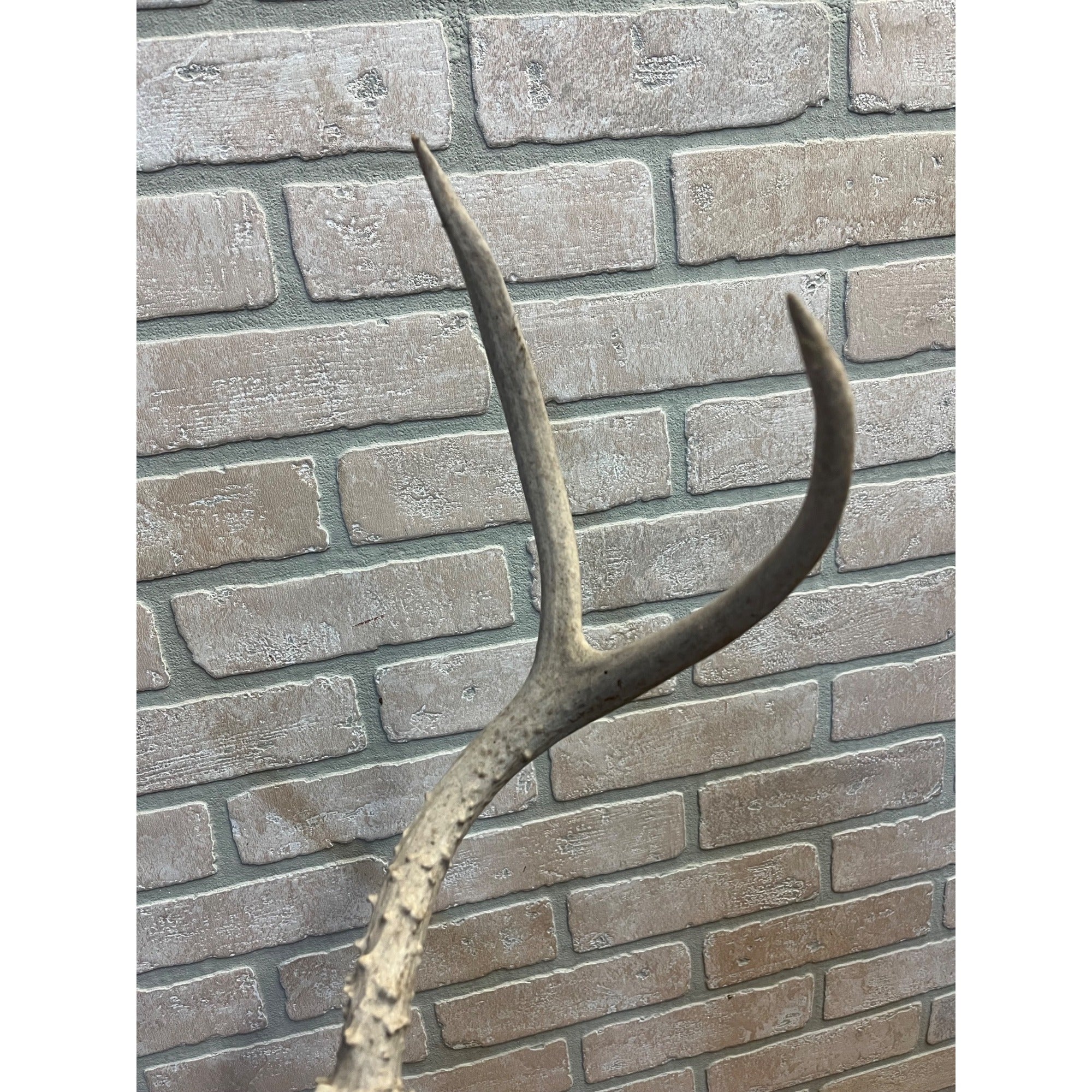 Vintage Genuine Whitetail Deer Antler w/ Skull Cap Cabin Decor 4-Point 1930's-1940's