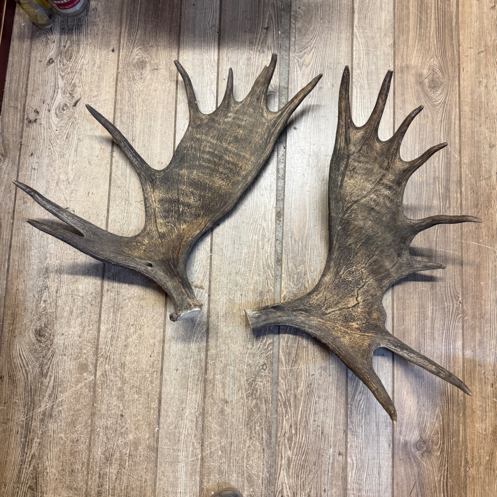 North American Moose Antlers Pair 8-Point and 7-Point Cabin Decor Genuine