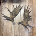 North American Moose Antlers Pair 8-Point and 7-Point Cabin Decor Genuine