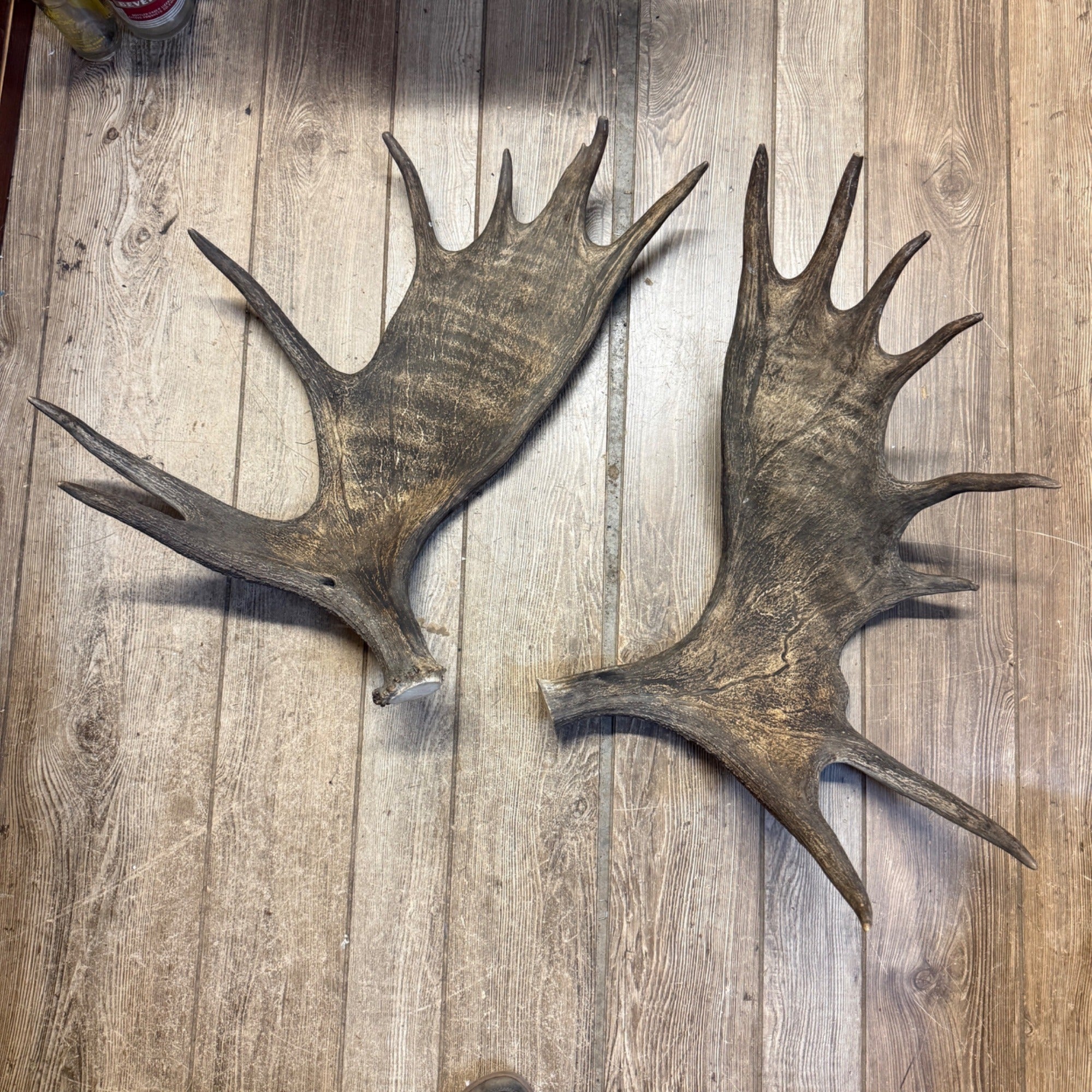 North American Moose Antlers Pair 8-Point and 7-Point Cabin Decor Genuine